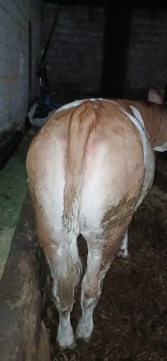 گاو گوساله گوشتی|حیوانات مزرعه|نظر کهریزی, |دیوار