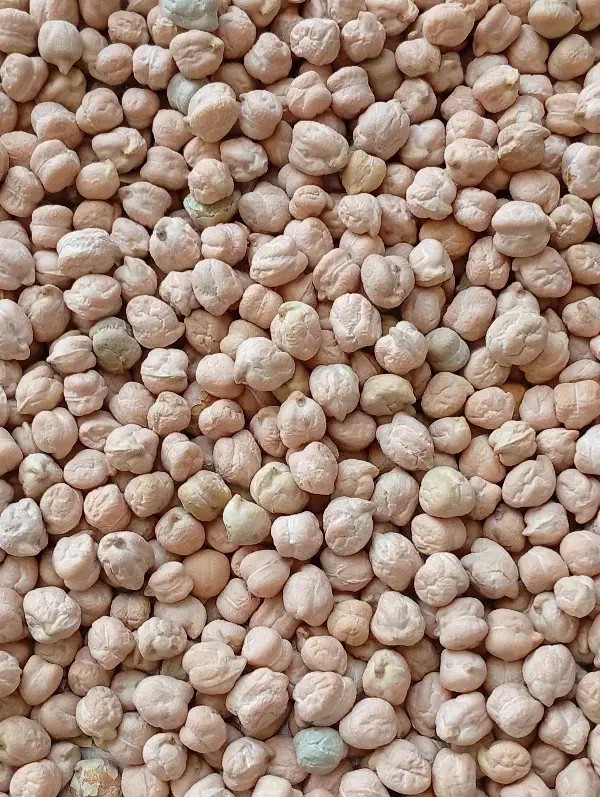 نخود خووش|خوردنی و آشامیدنی|شباب, |دیوار