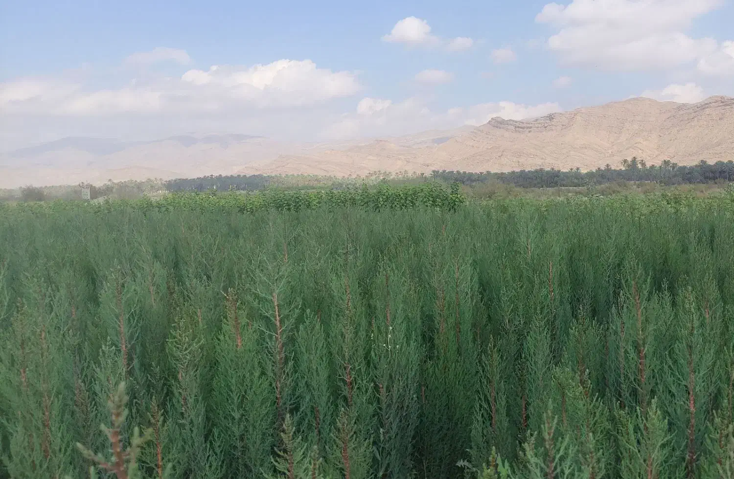 سرو ناز ازگیل|خدمات باغبانی و درختکاری|شیراز, لاله|دیوار