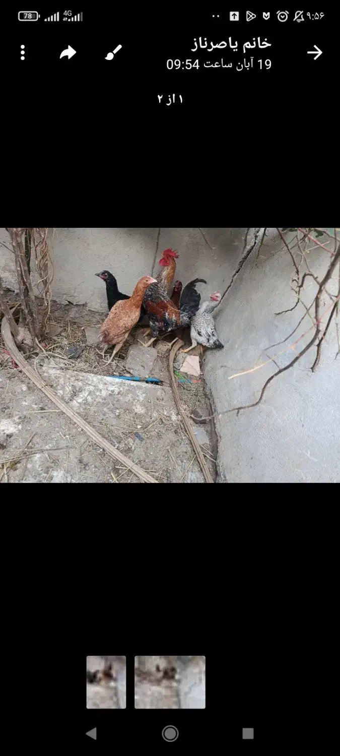 تعدادی مرغ ویک خروس بفروش می‌رسد|حیوانات مزرعه|فهرج, |دیوار