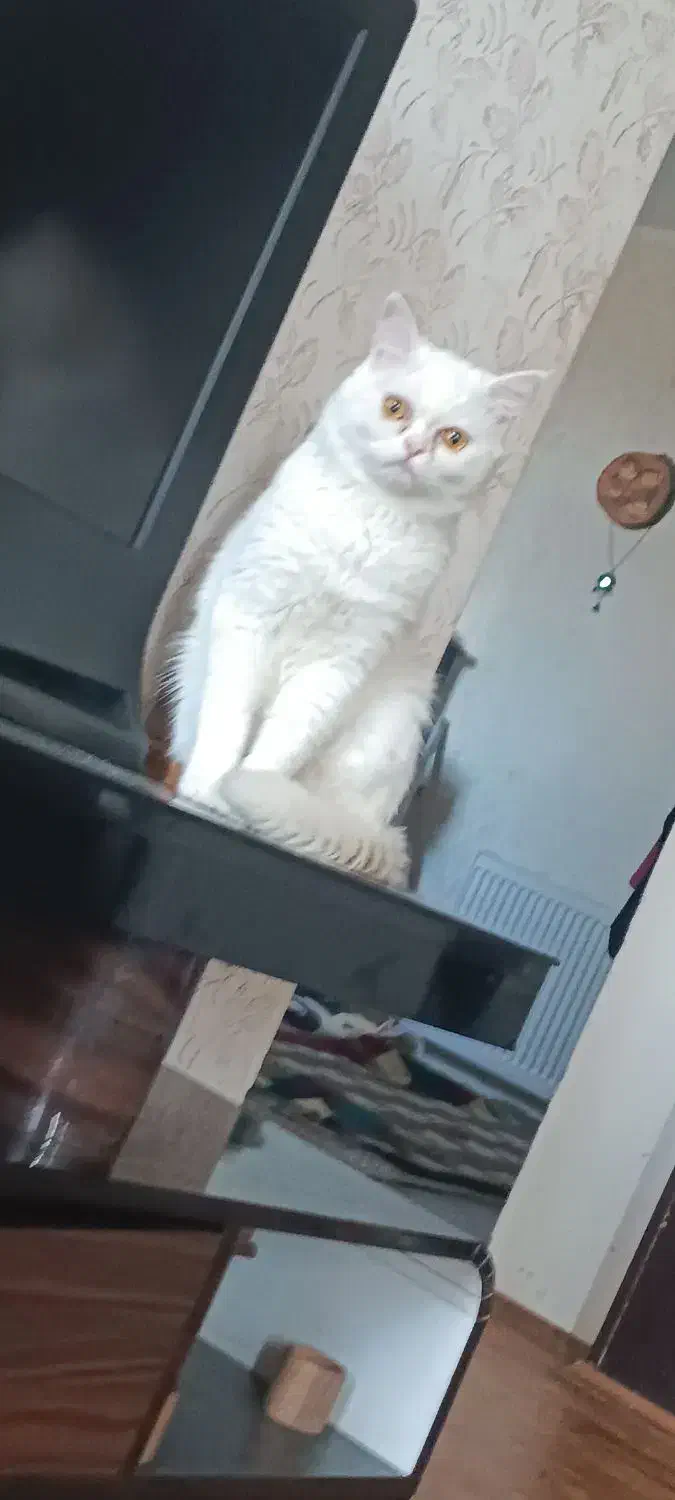 گربه نژاددارنر|گربه|گلبهار, شهر جدید گلبهار|دیوار