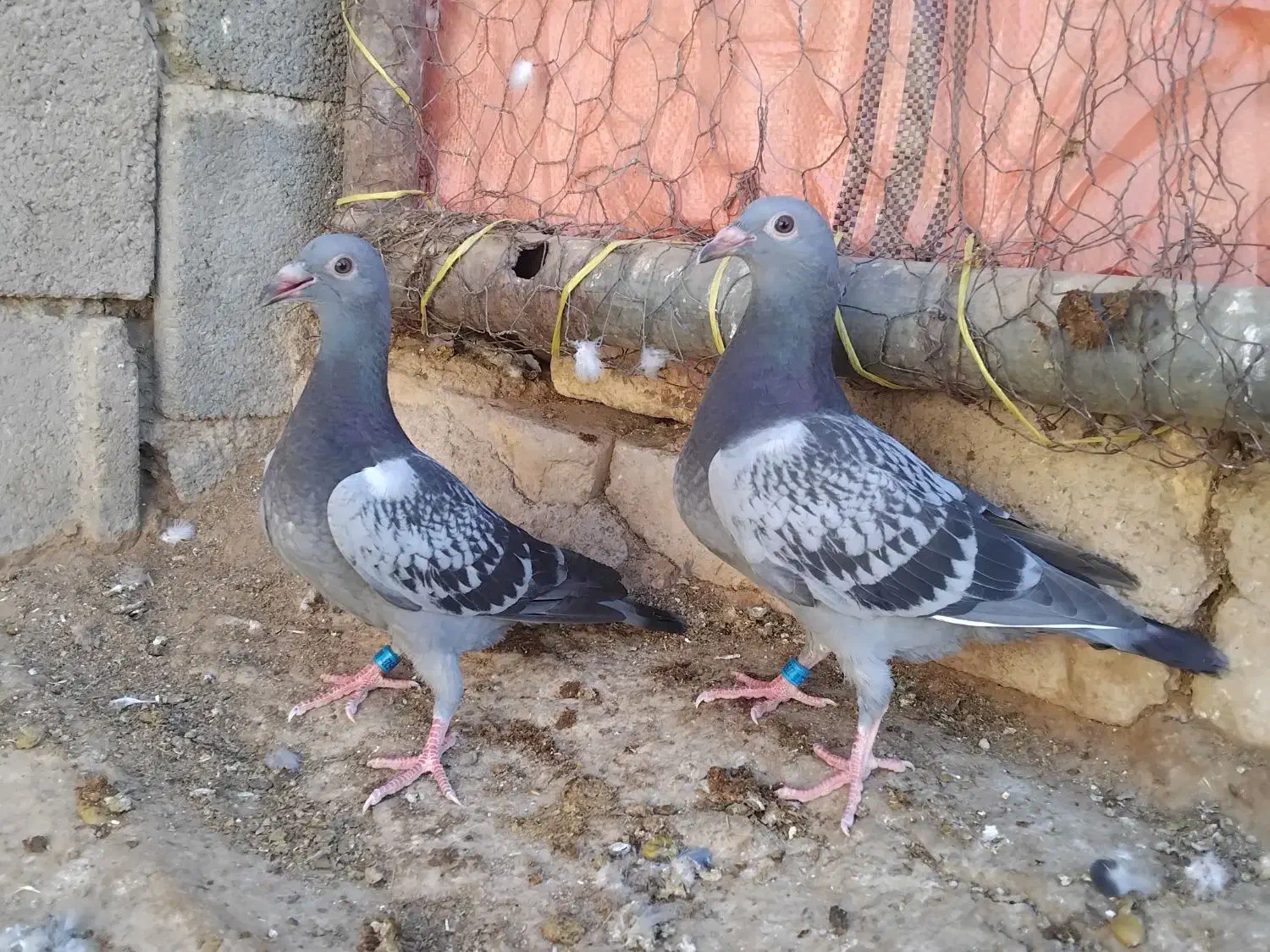 جوجهپلاکی|پرنده|شهرضا, |دیوار