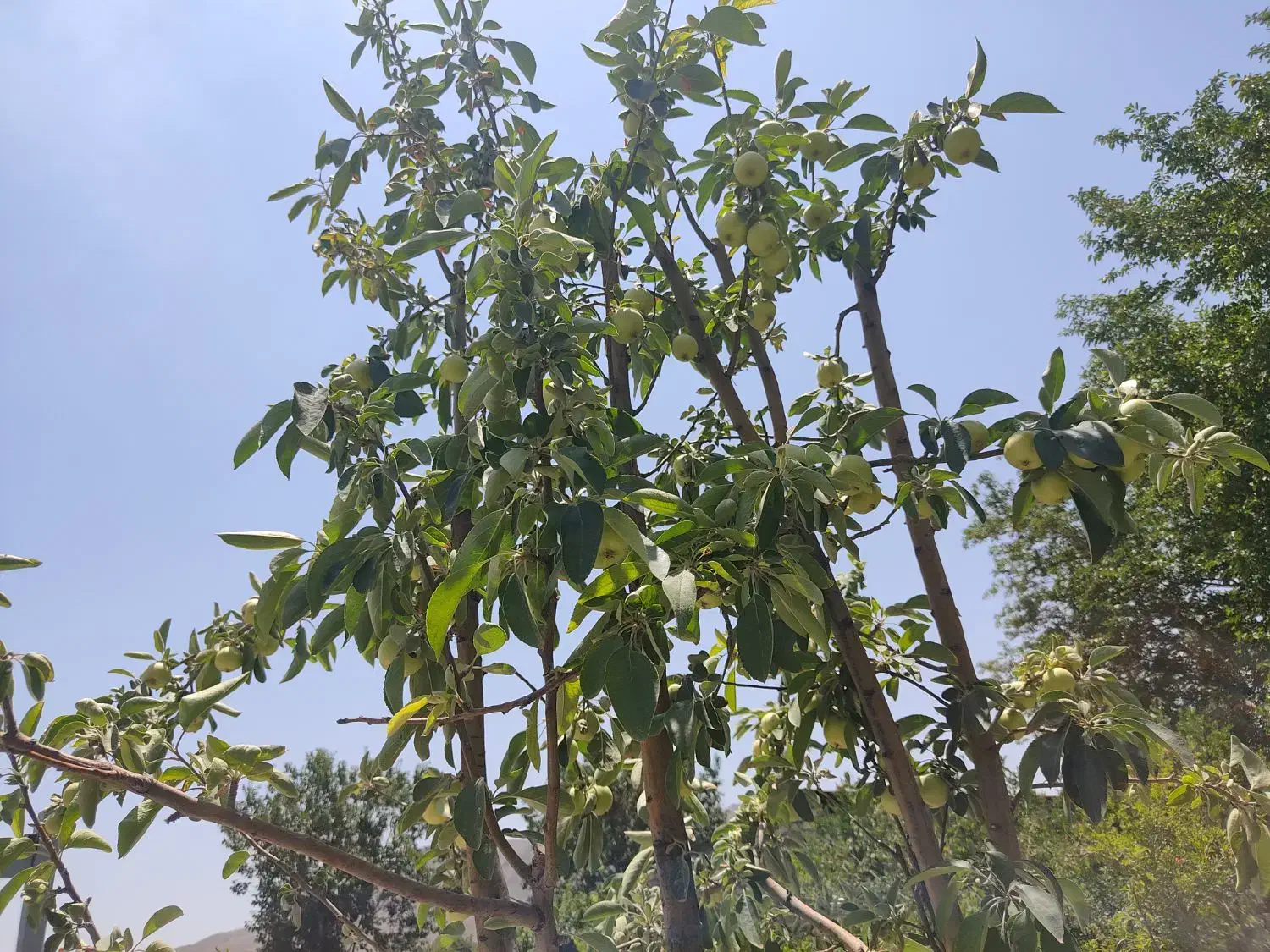 باغ 660متر روستای زواریان|فروش خانه و ویلا|سلفچگان, |دیوار