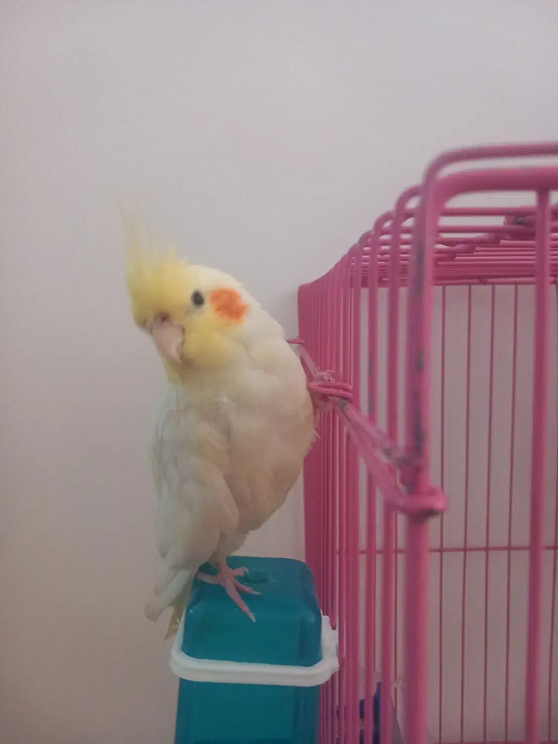 عروس هلندی نژاد لتینو،رام و دوست داشتنی|پرنده|تهران, وحیدیه|دیوار