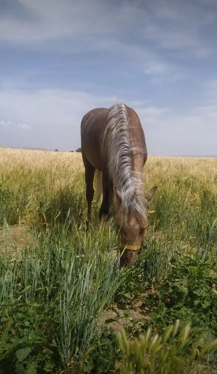 کارگر اصطبل|استخدام سرایداری و نظافت|ماهیدشت, |دیوار