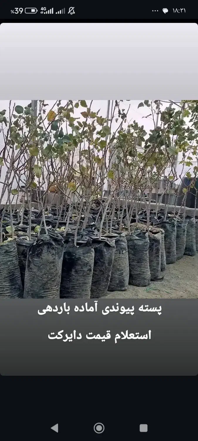 بدون واسطه و مستقیم از نهالستان بخرید|خدمات باغبانی و درختکاری|اصفهان, آزادگان|دیوار