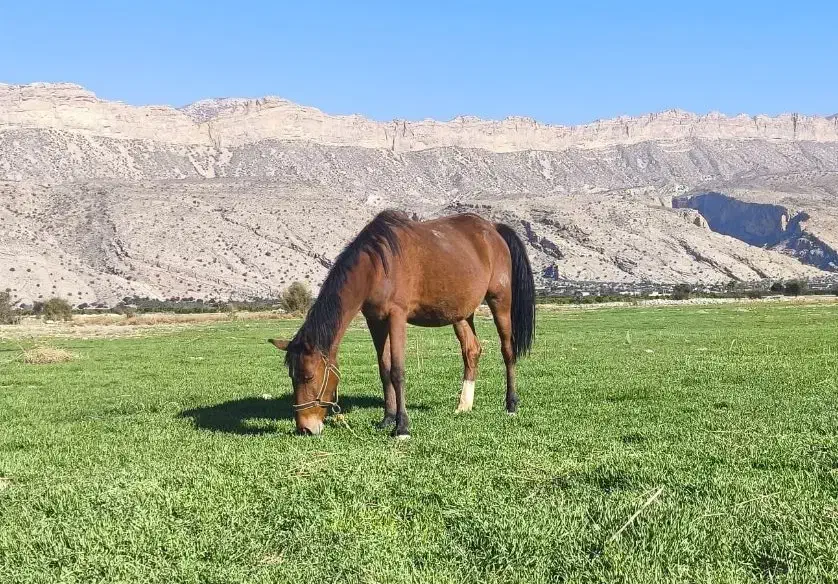 فروش اسب|اسب و تجهیزات اسب‌سواری|کازرون, |دیوار