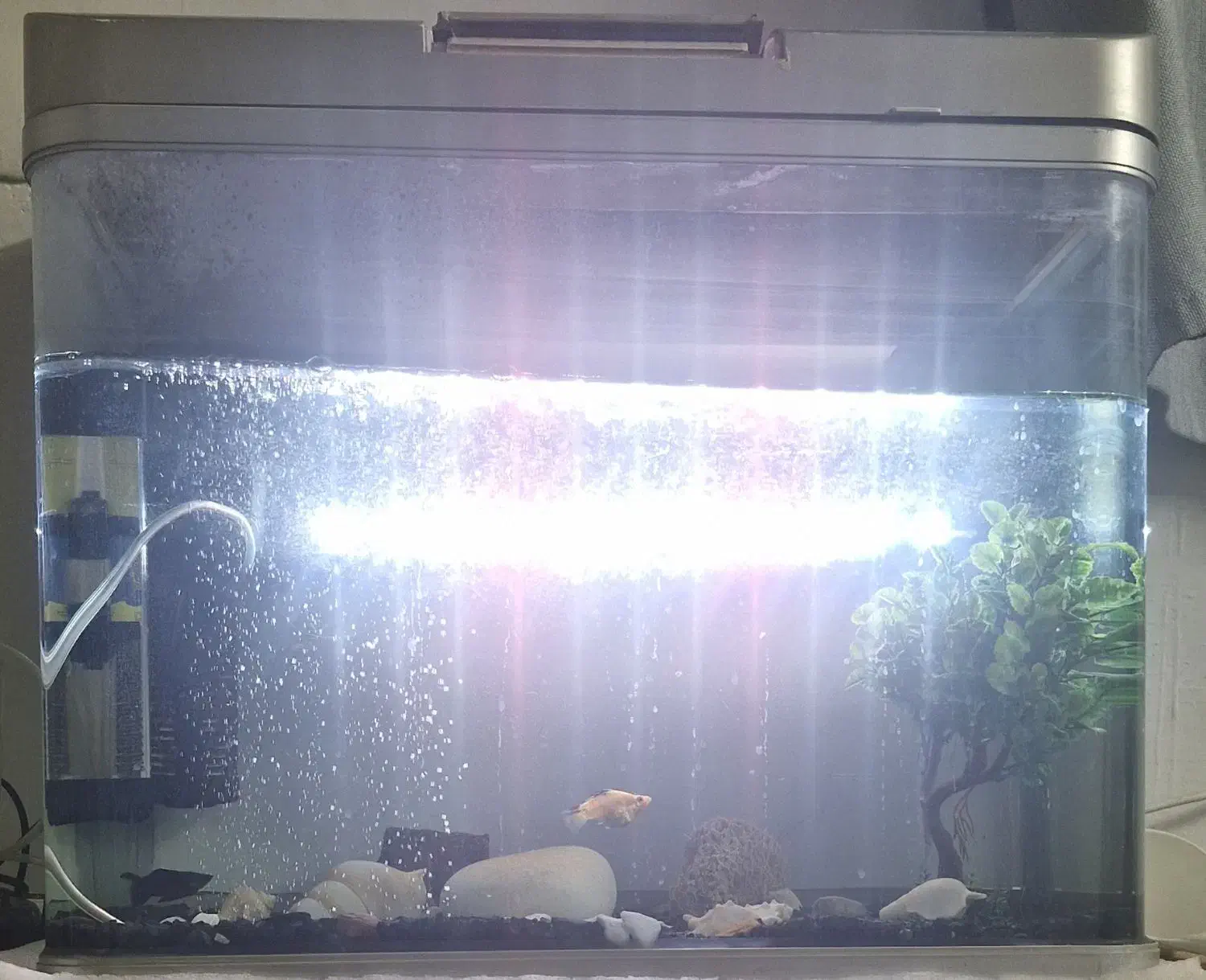 آکواریوم شیشه خم|ماهی|بومهن, |دیوار