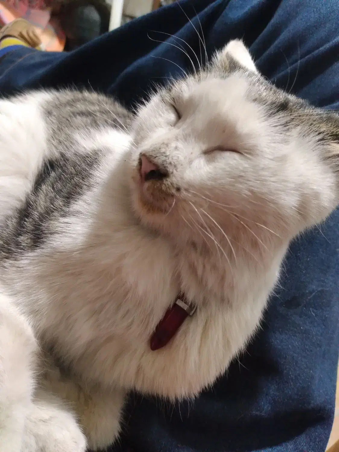 گربه بسیار باهوش و حرف گوش کن|گربه|مشکین‌دشت, |دیوار