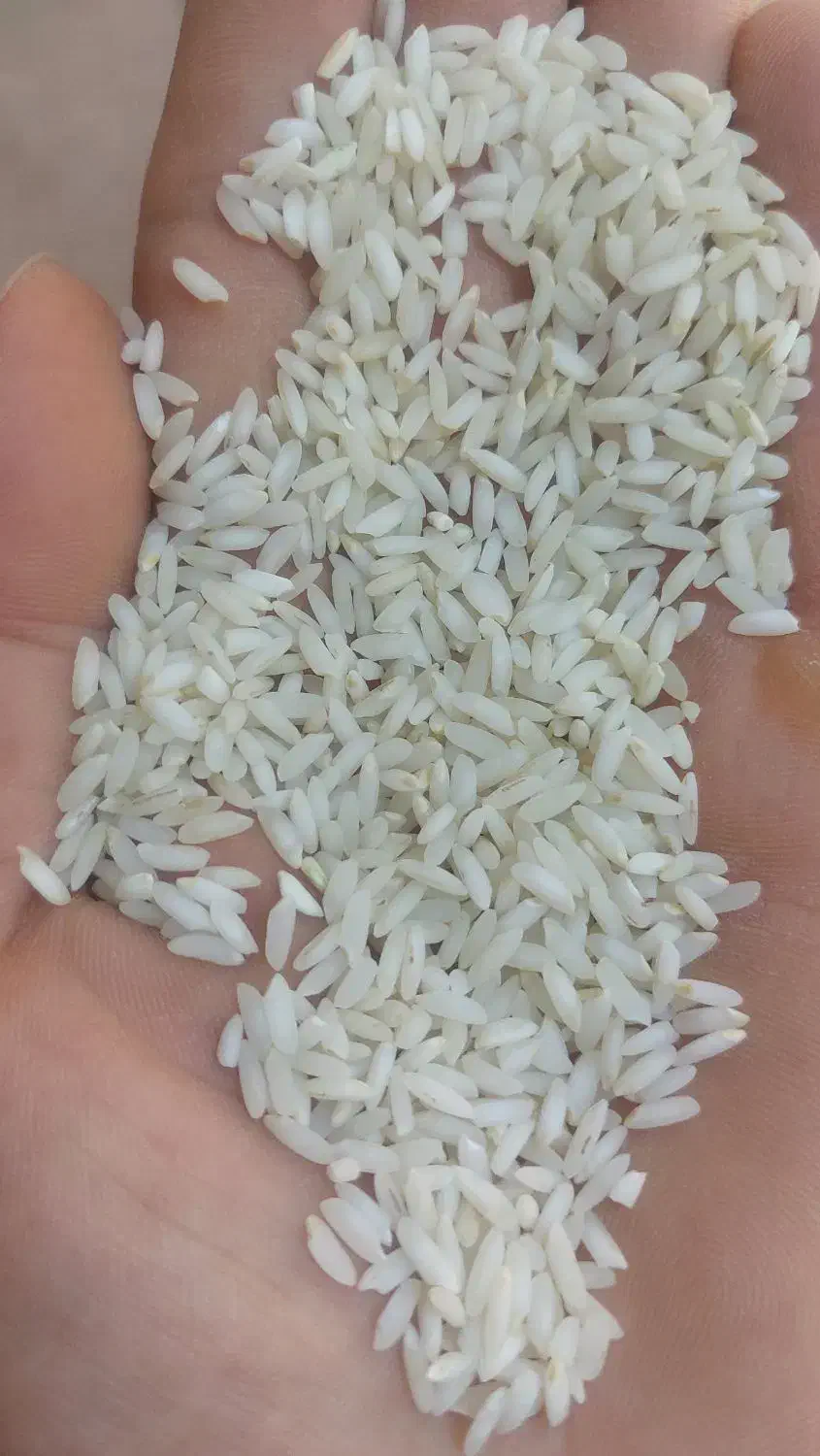 برنج عنبر بو|خوردنی و آشامیدنی|شوشتر, |دیوار