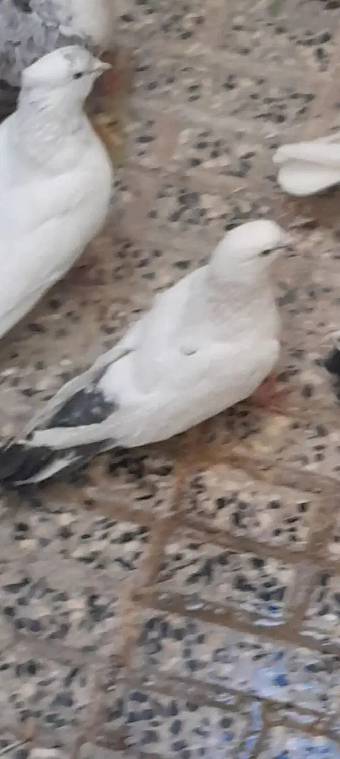 کم شده|پرنده|ملایر, |دیوار