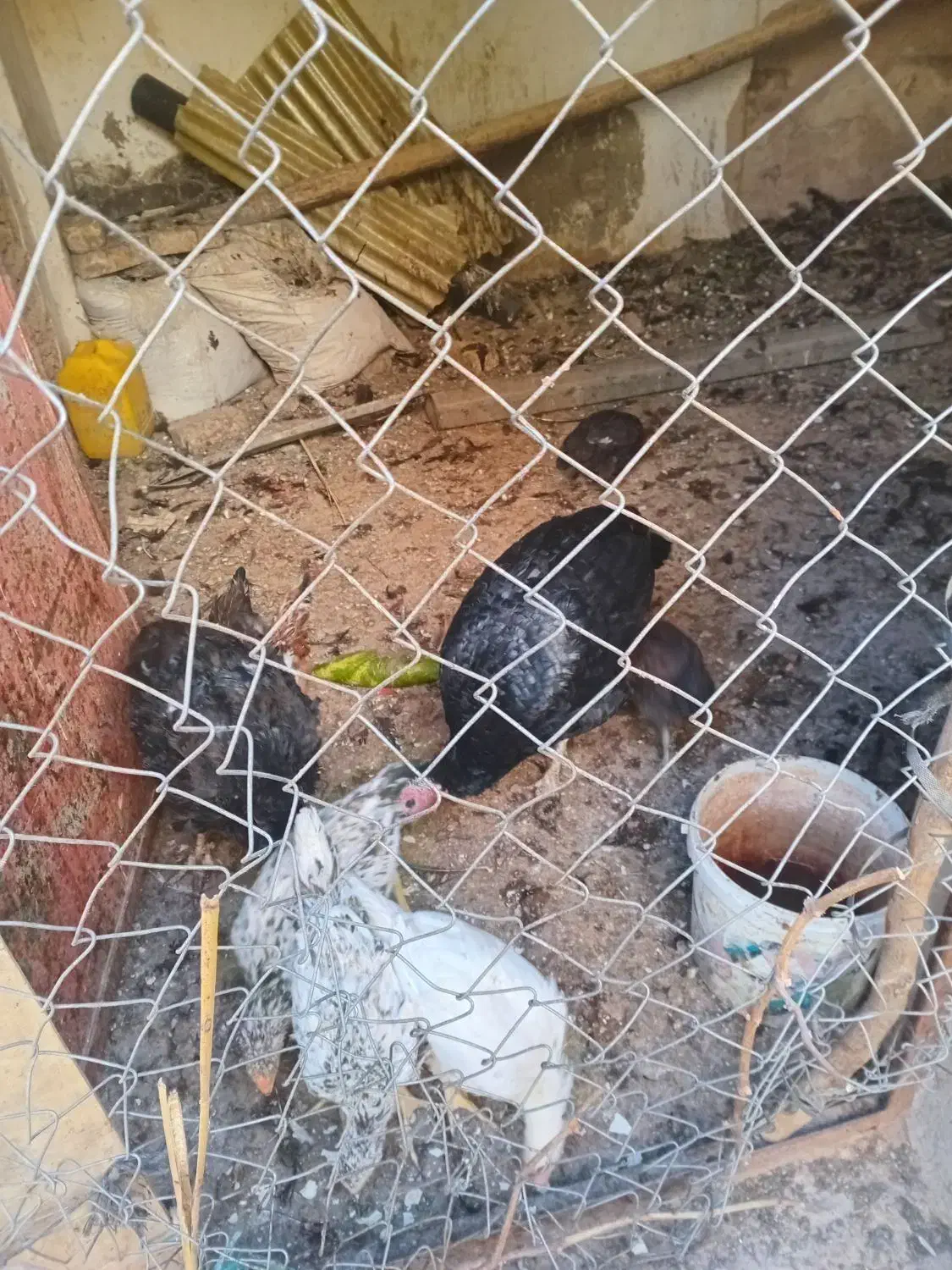 ۷عدد مرغ و خروس۲عددبوقلمون ماده دونه ای ۷۵۰|حیوانات مزرعه|تاکستان, |دیوار