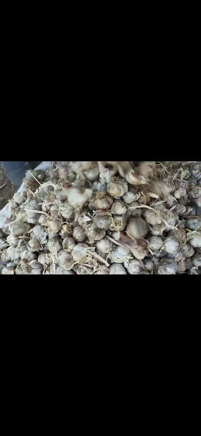 سیر قرمز اصل 180|ماهی|ساری, |دیوار