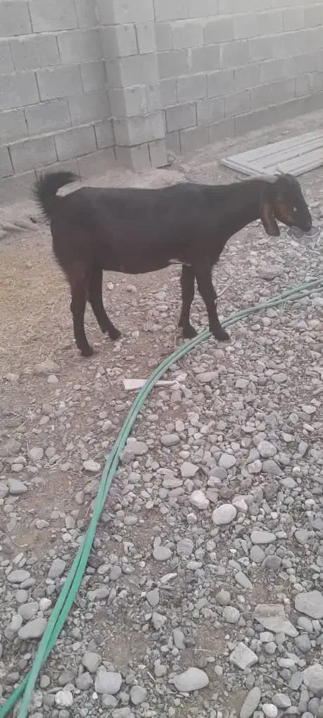 سه تا بز آبستن|حیوانات مزرعه|میناب, |دیوار