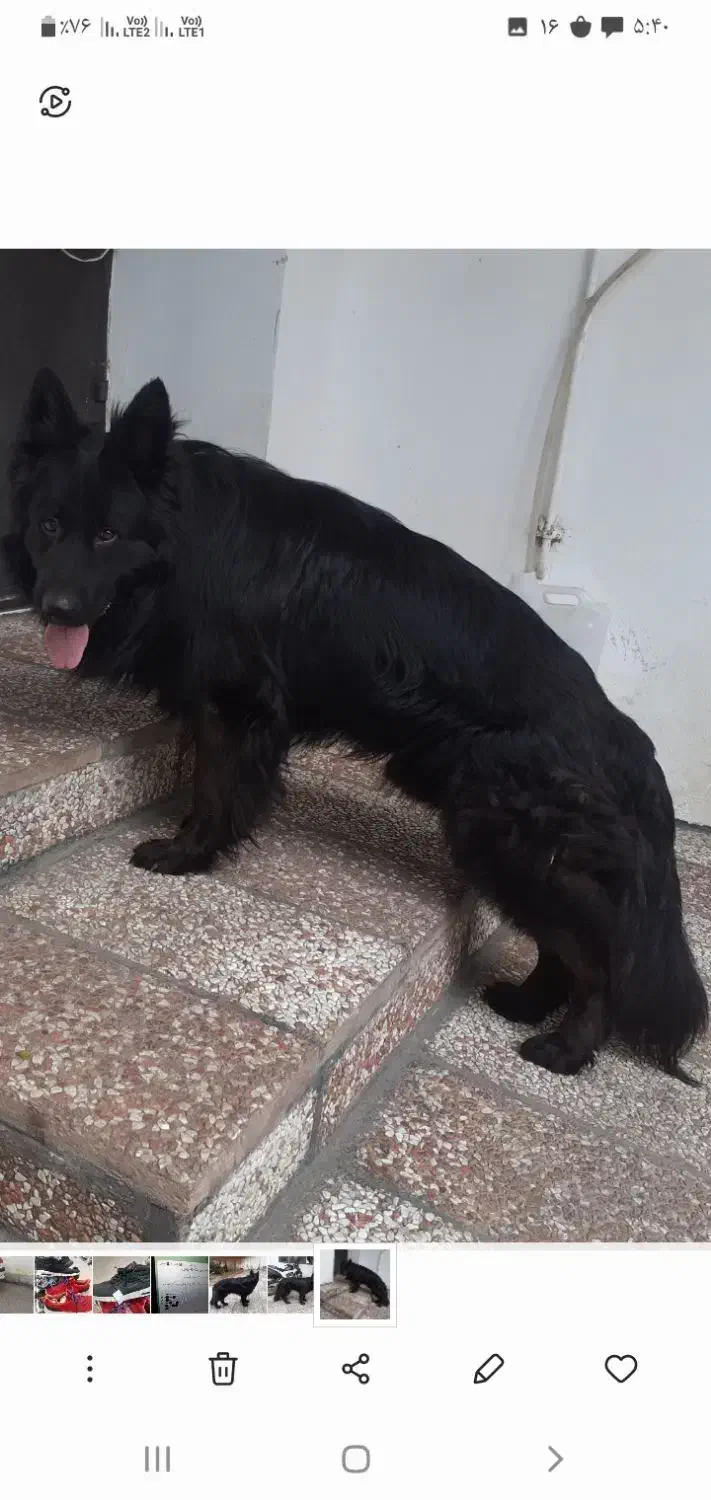 ژرمن شپرد موبلند شولاین|سگ|ساری, |دیوار