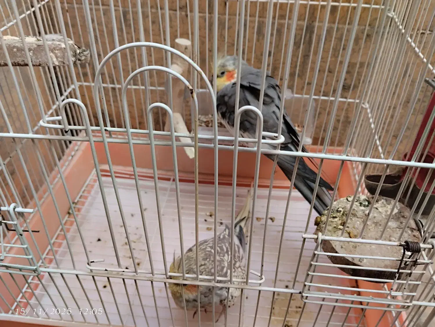 عروس هلندی جفت|پرنده|یزد, |دیوار