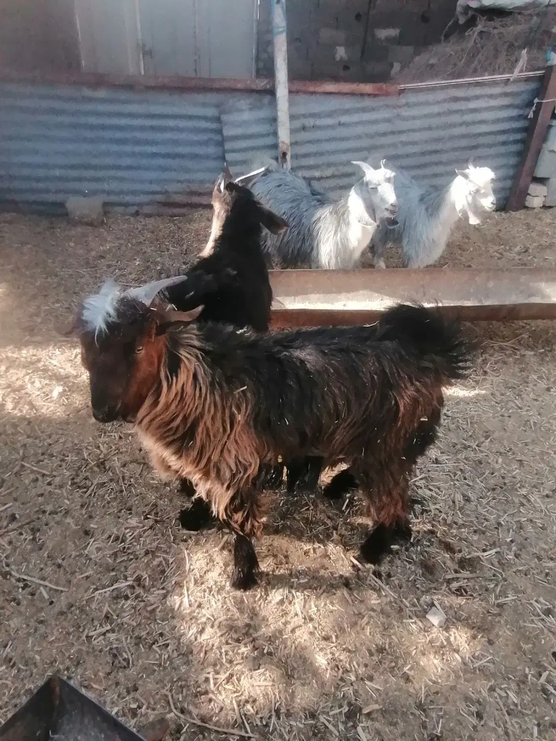 کهره نر ریز|حیوانات مزرعه|مرودشت, دولت آباد|دیوار