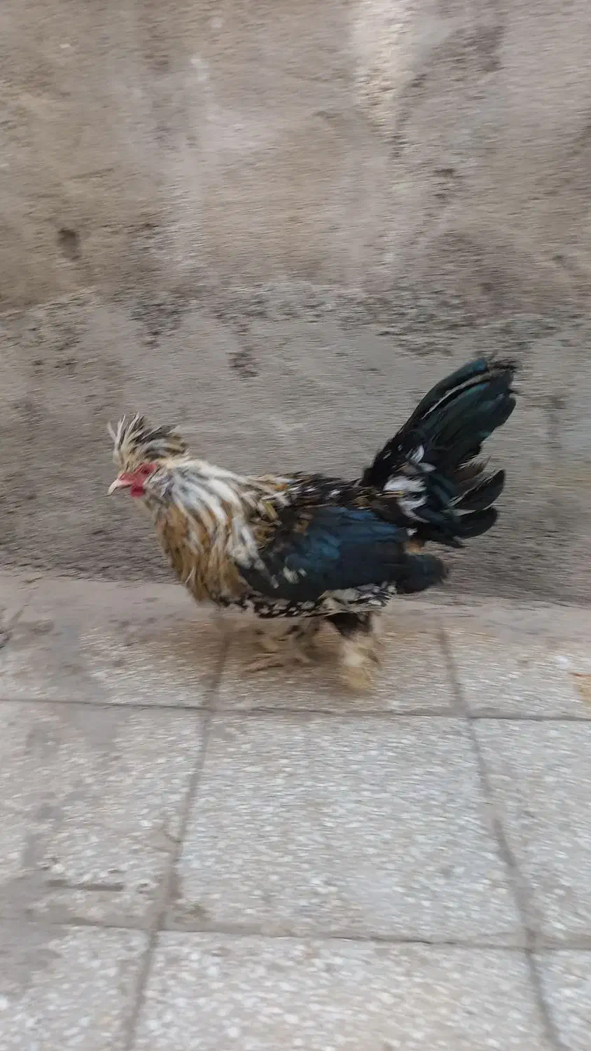 خروس و بوقلمون|حیوانات مزرعه|قم, قلعه کامکار|دیوار