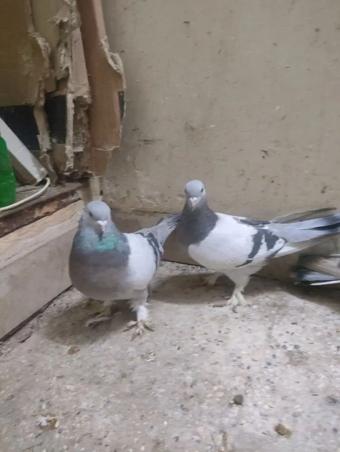 کفتر بهبونی|پرنده|شیراز, میرزاکوچک خان|دیوار