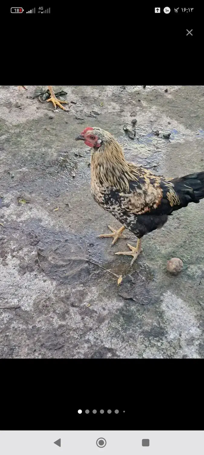 چهار عدد خروس محلی|حیوانات مزرعه|سنگر, |دیوار