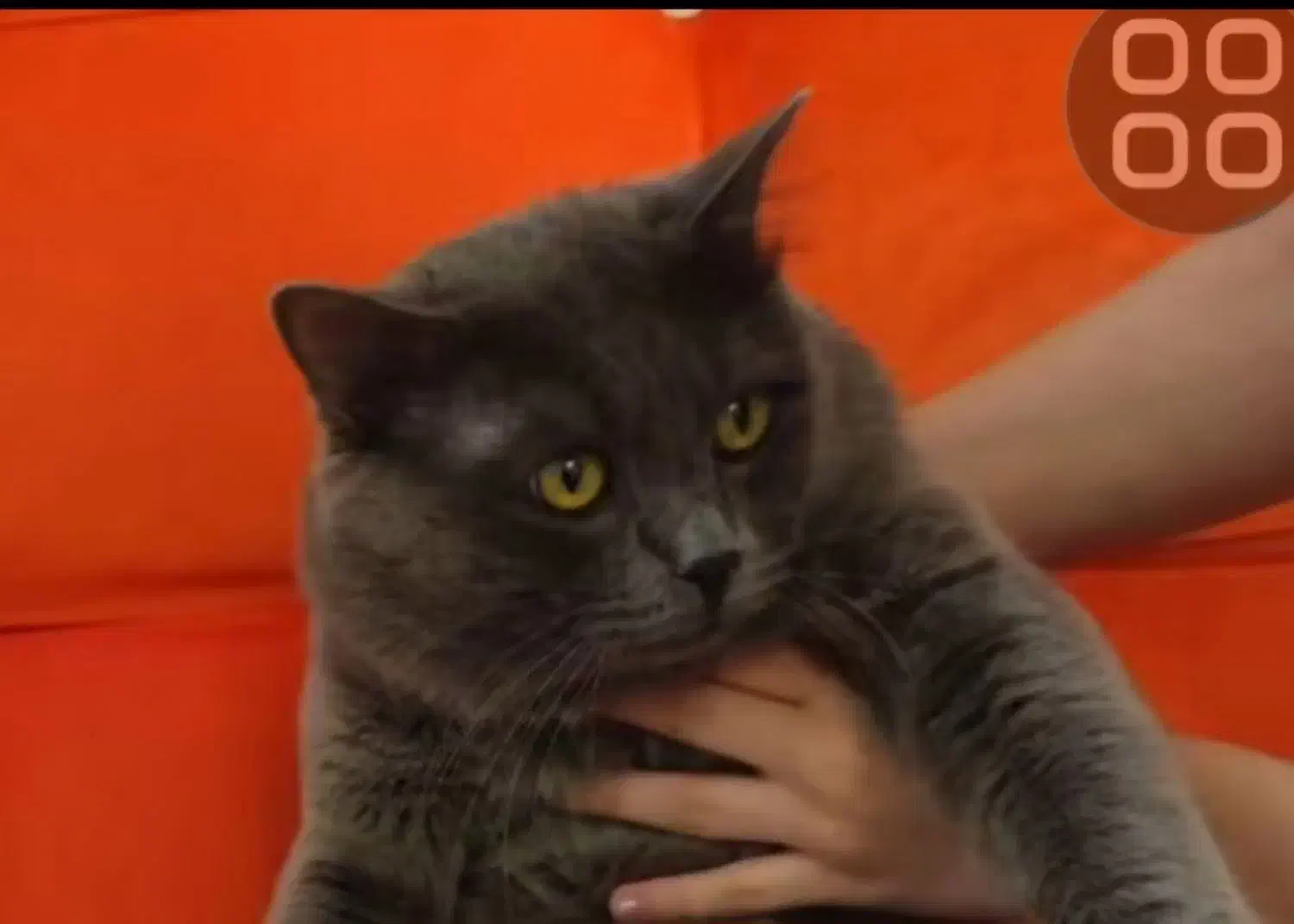 راشن بلو بریتیش (طوسی)|گربه|ماکو, |دیوار