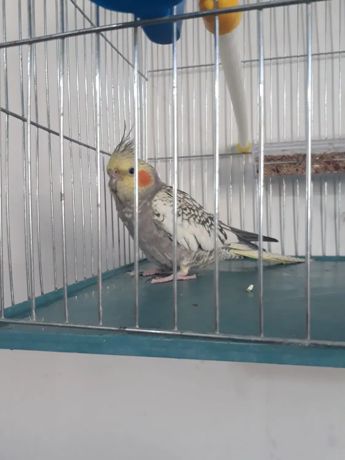 یک عددعروس هلندی|پرنده|اردبیل, |دیوار