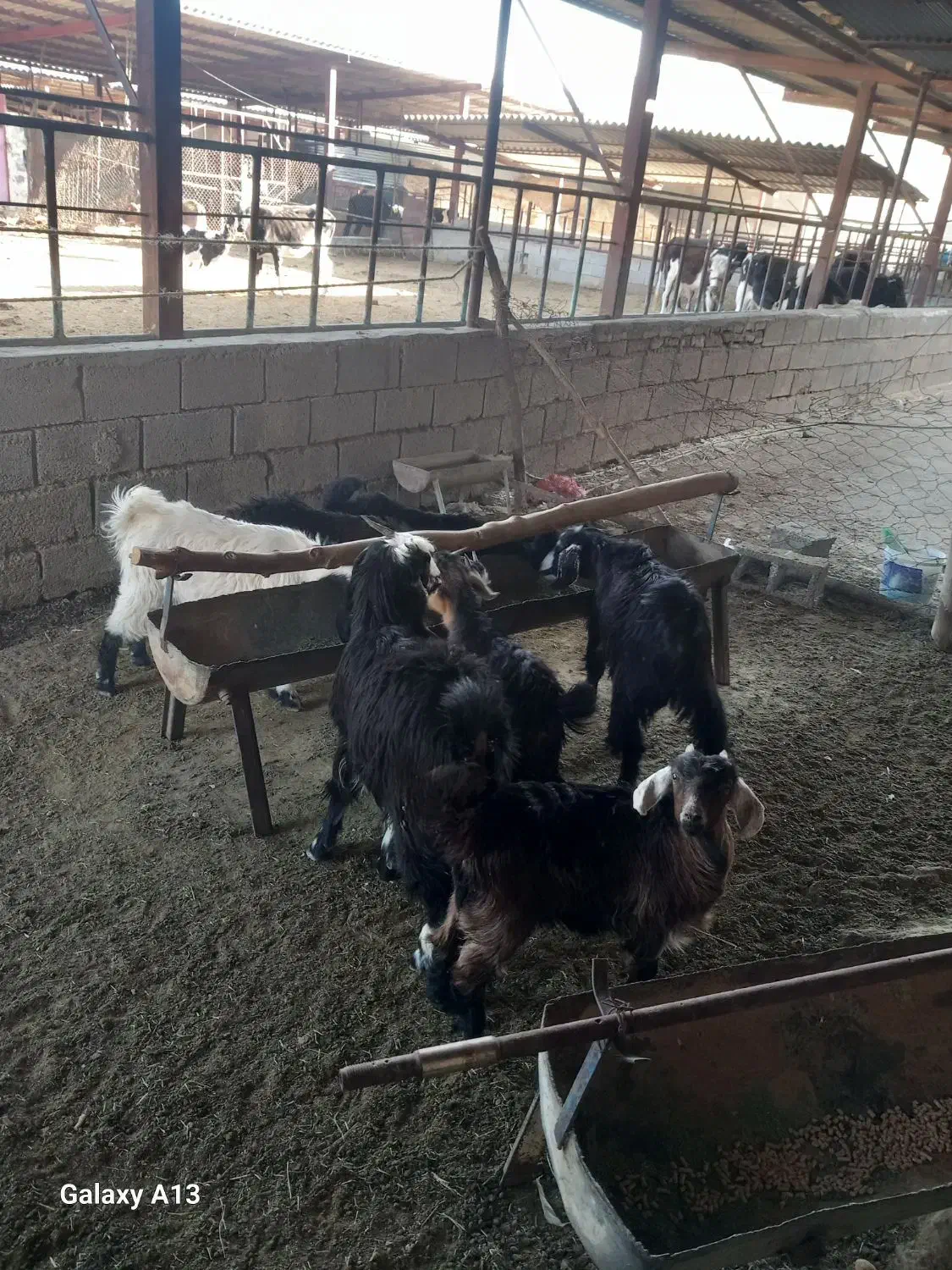 7راس کهره ماده ریز وزن 5راس زیر17کیلو2راس 24کیلو|حیوانات مزرعه|نورآباد ممسنی, |دیوار