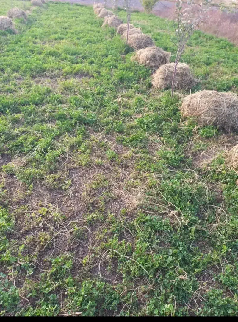 فروش علف یونجه|خدمات باغبانی و درختکاری|خوی, |دیوار