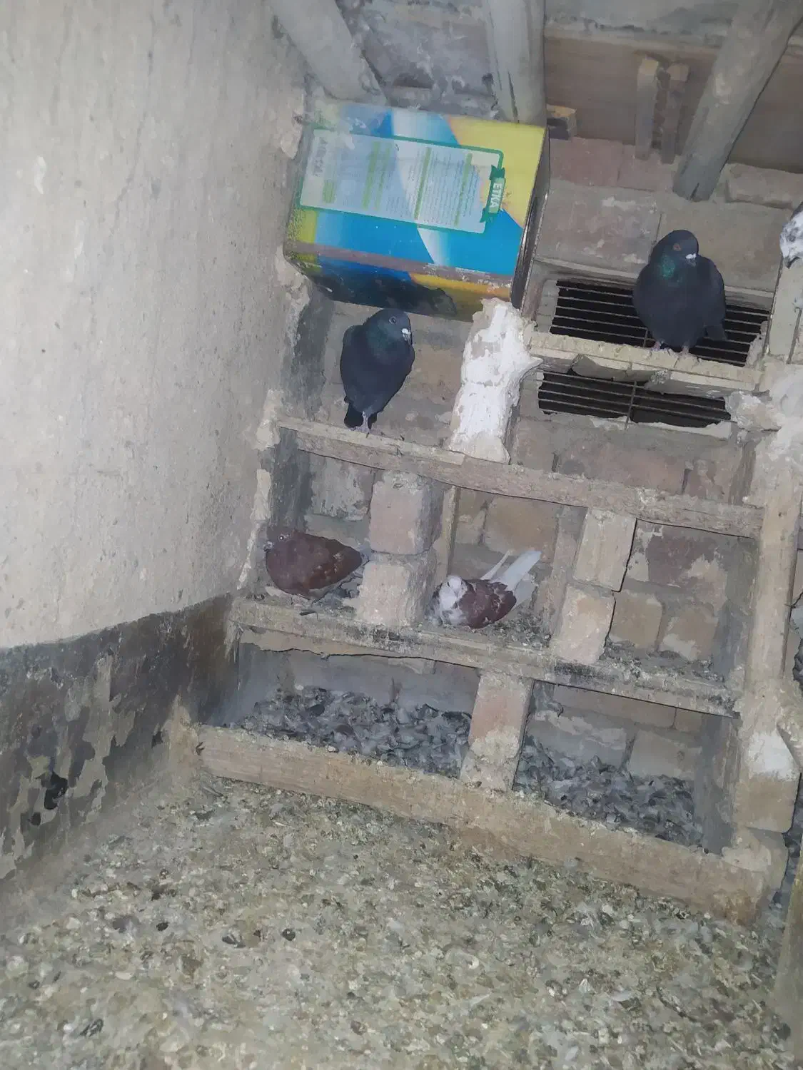 کفتر پلاکی شهرستانی ذاغ|پرنده|ملایر, |دیوار