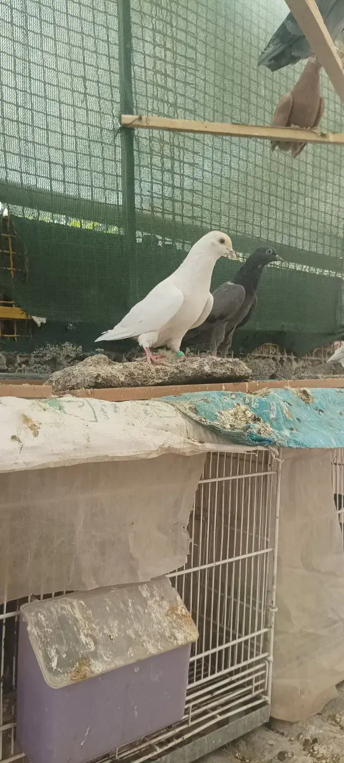 کبوتر اینگلیسی|پرنده|ارزوئیه, |دیوار