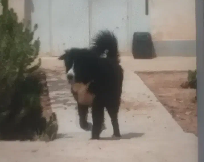 سگ قدرجونی|سگ|زرقان, |دیوار