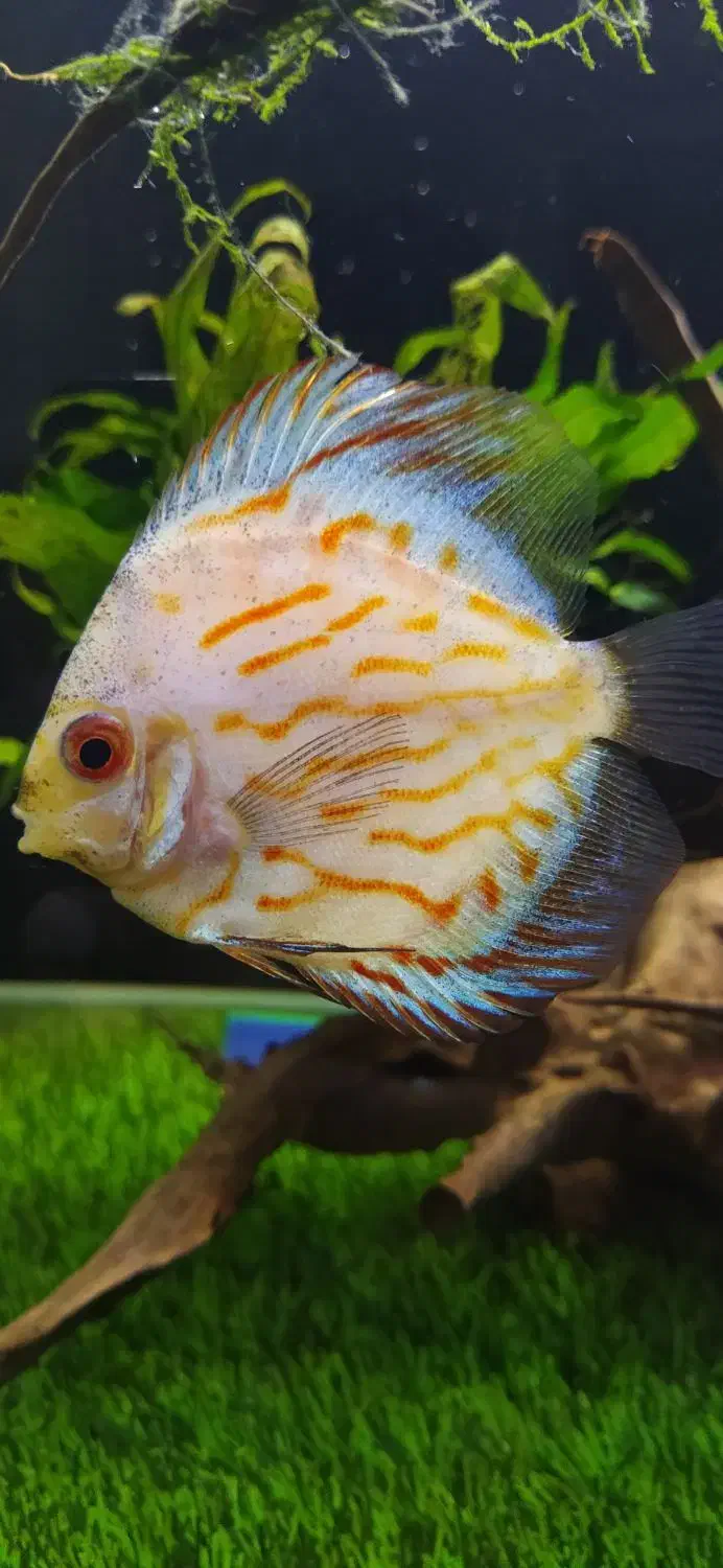 دیسکس سالم|ماهی|زابل, |دیوار