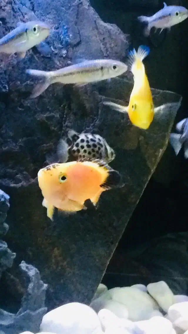 ماهی پرت و دماسونی|ماهی|مشهد, انقلاب|دیوار