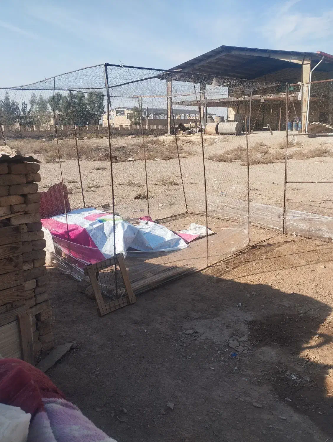 تله تور کبوتر با یه جفت کبوتر به فروش میرسد|پرنده|تهران, مسعودیه|دیوار