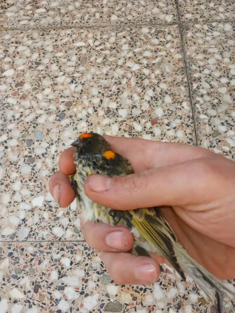 گلبسر نر|پرنده|فسا, |دیوار