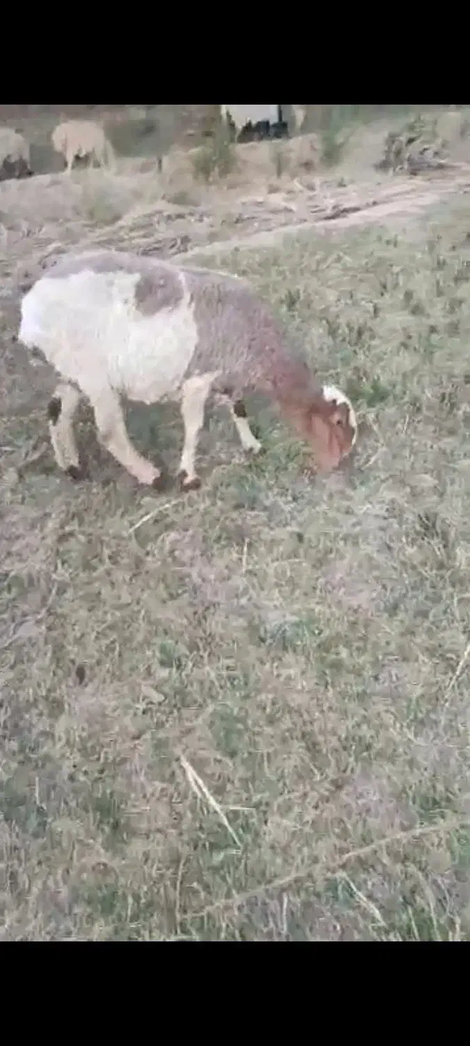 گوسفند و میش|حیوانات مزرعه|سراوان, |دیوار