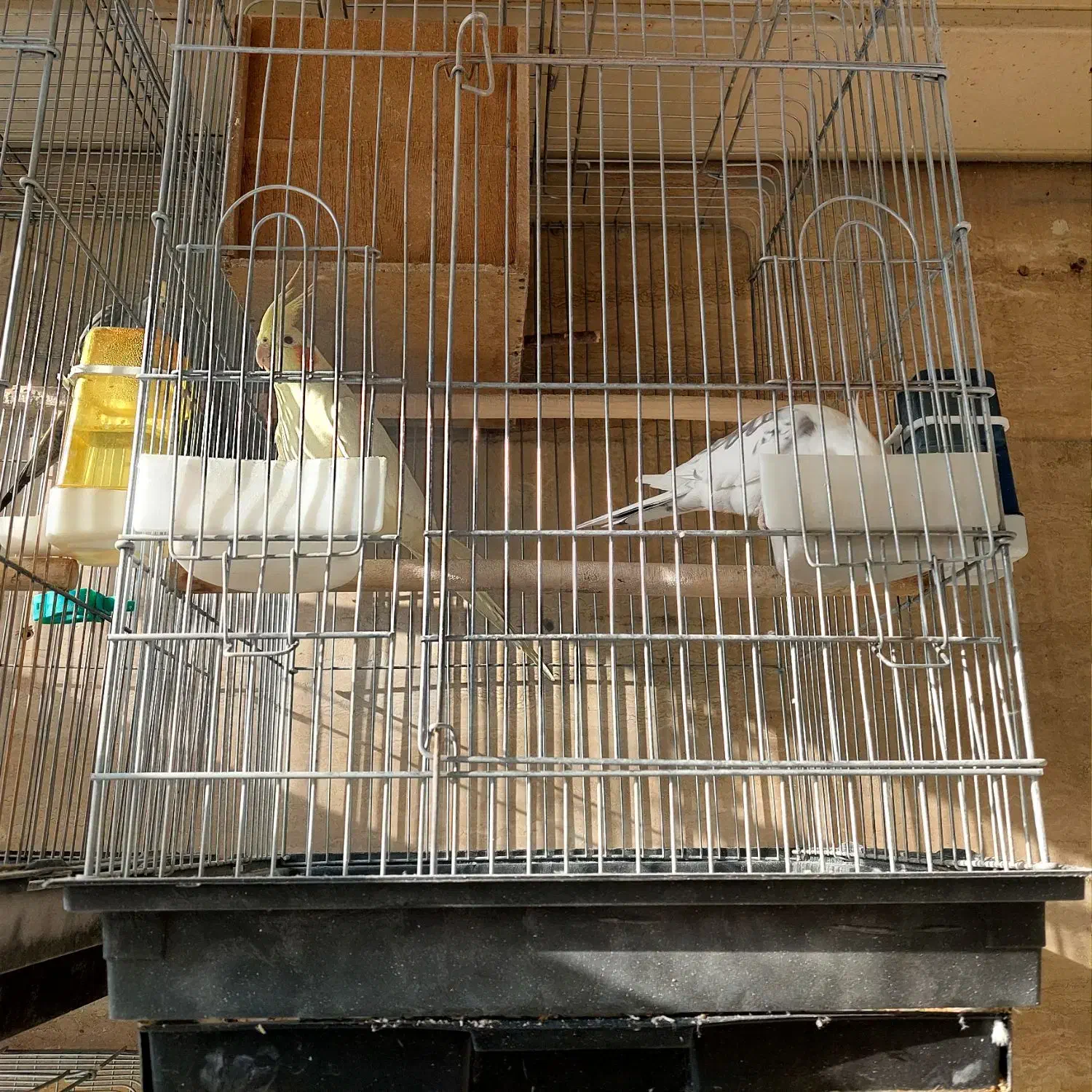 عروس هلندی مولد|پرنده|دماوند, گیلاوند|دیوار