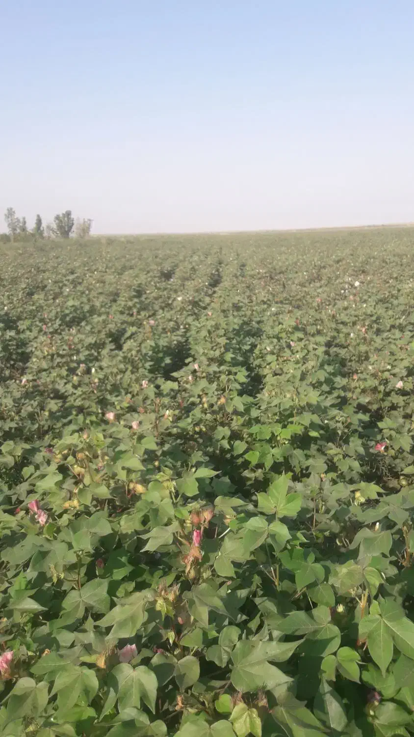 اجاره زمین شالی باچاه عمیق نقد|اجارهٔ دفتر صنعتی، کشاورزی، تجاری|گنبد کاووس, |دیوار