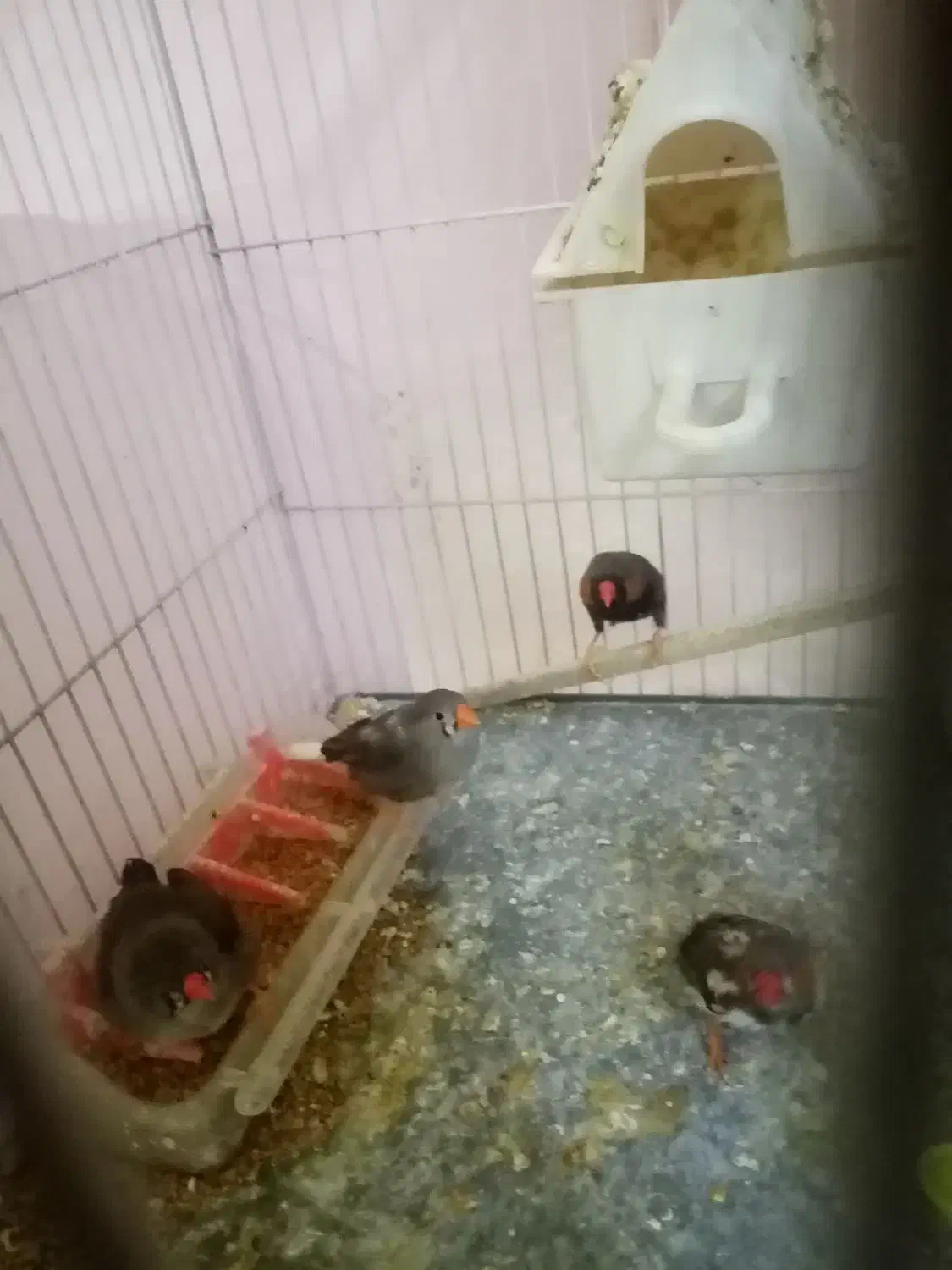 فنج|پرنده|مشهد, مصلی (کارمندان اول)|دیوار