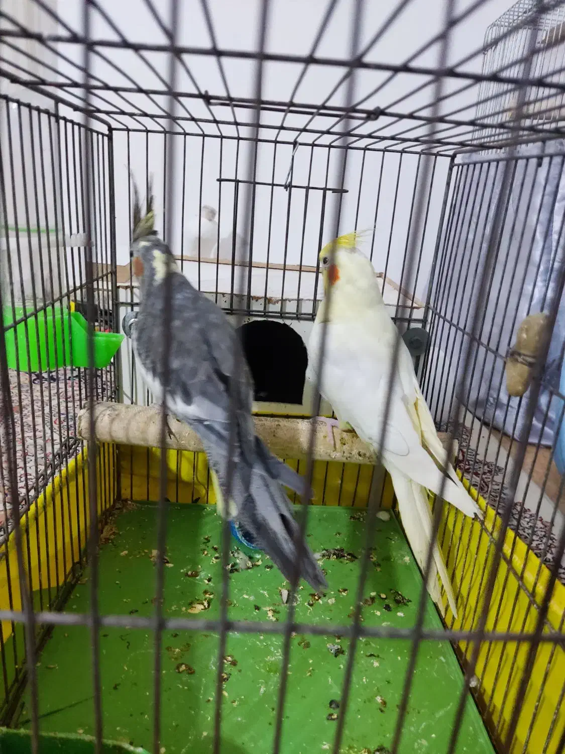 طوطی عروس مولد|پرنده|بوئین زهرا, |دیوار