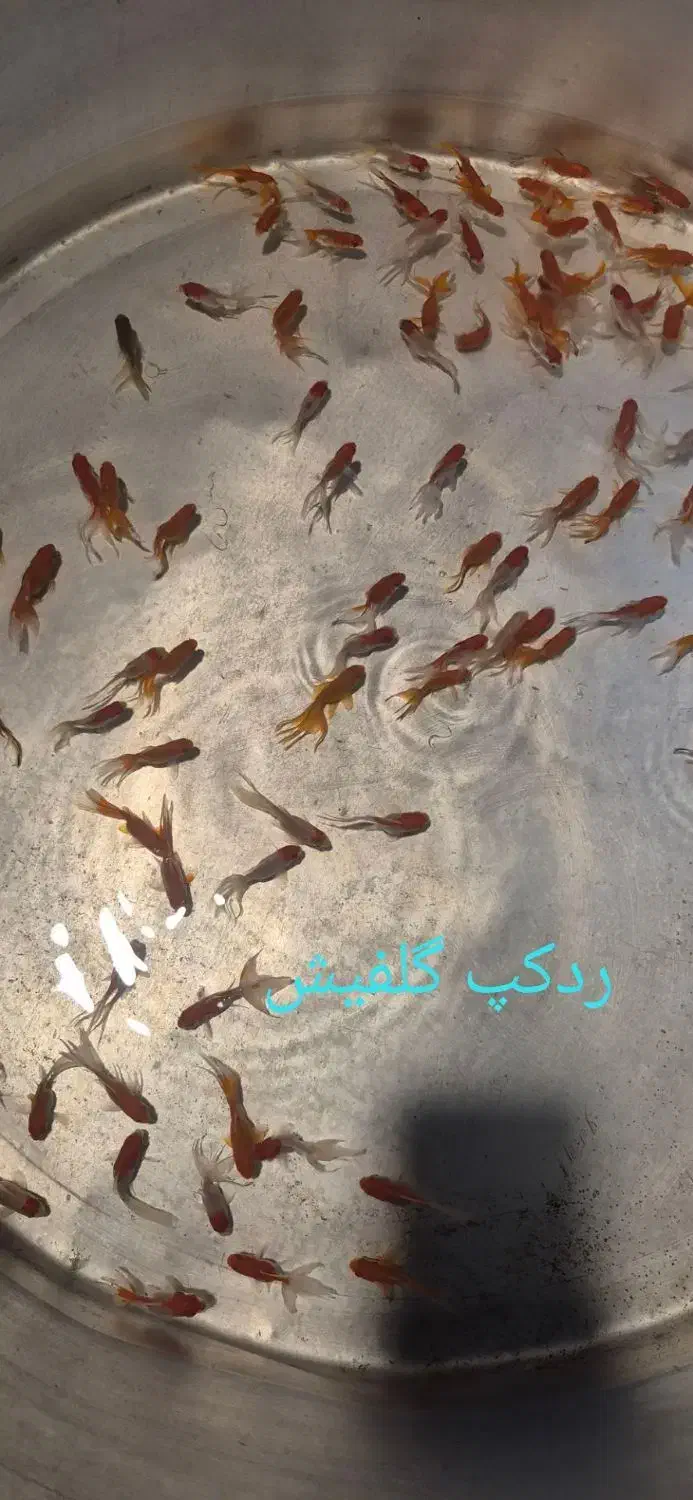 ماهی قرمز|ماهی|سنندج, |دیوار