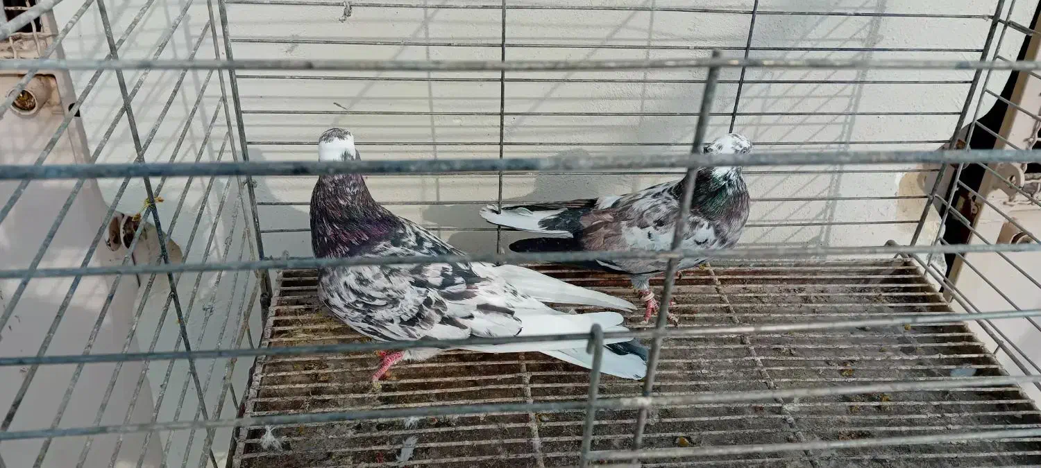 سرور|پرنده|قم, شهرک طالقانی|دیوار