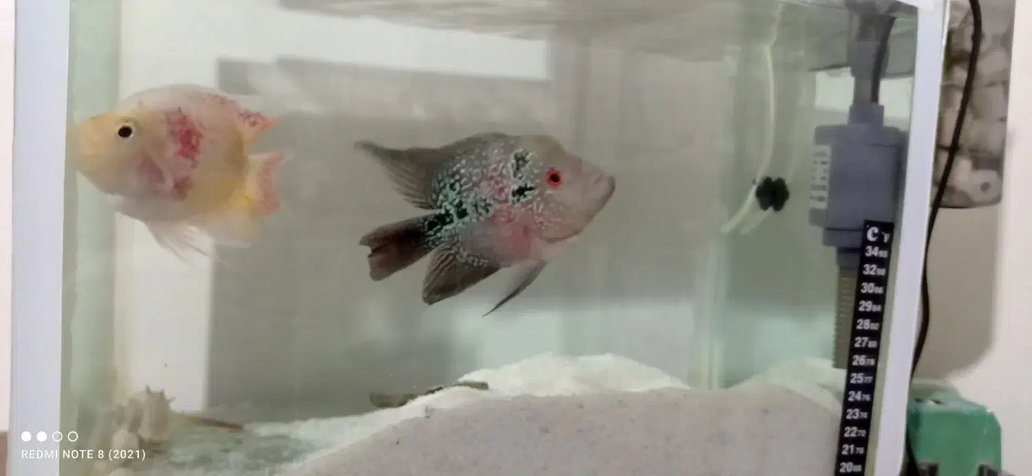 دو عدد ماهی مولد سالم فلاور باکس|ماهی|ماهدشت, |دیوار