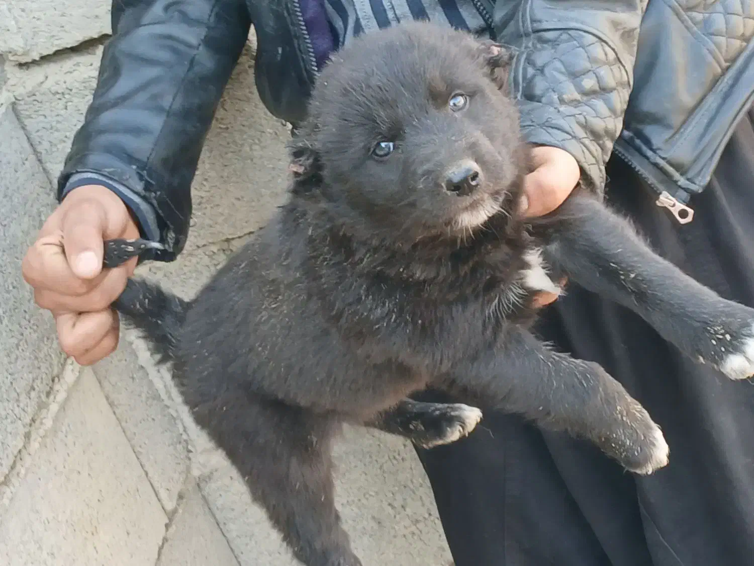 توله سگ قدرجونی|سگ|برخوار, |دیوار