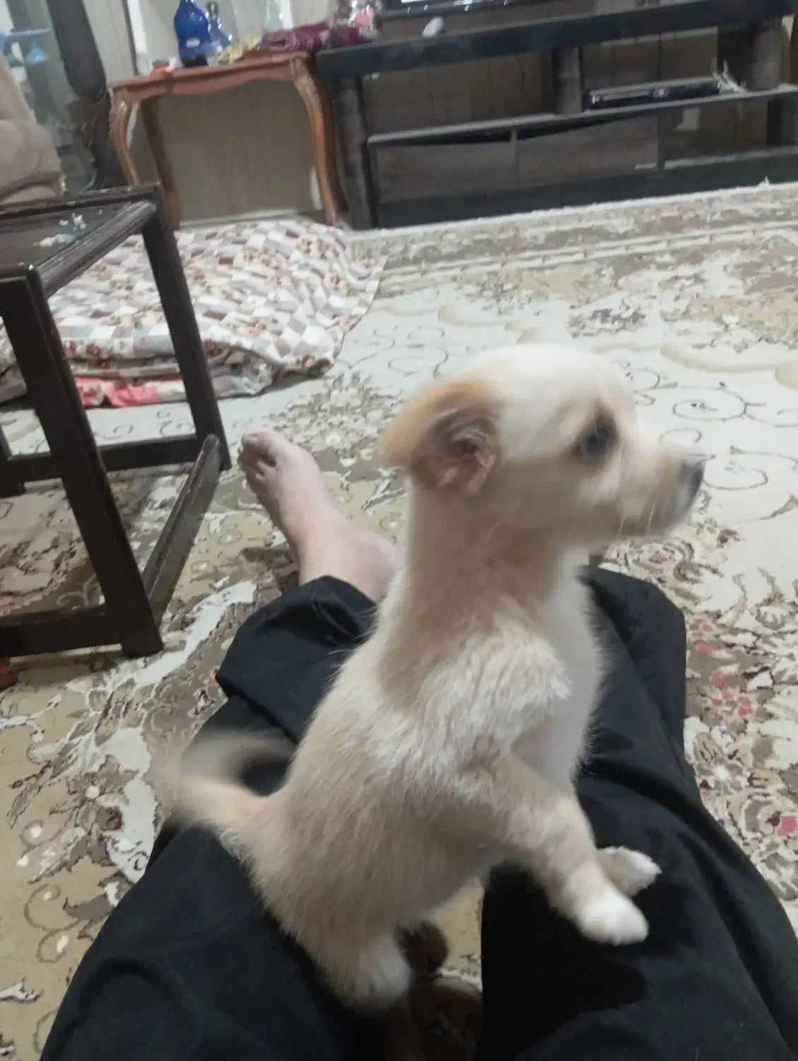 توله میکس پدراشپیتزمادرپامردوماهه|سگ|مرودشت, سهل‌آباد|دیوار