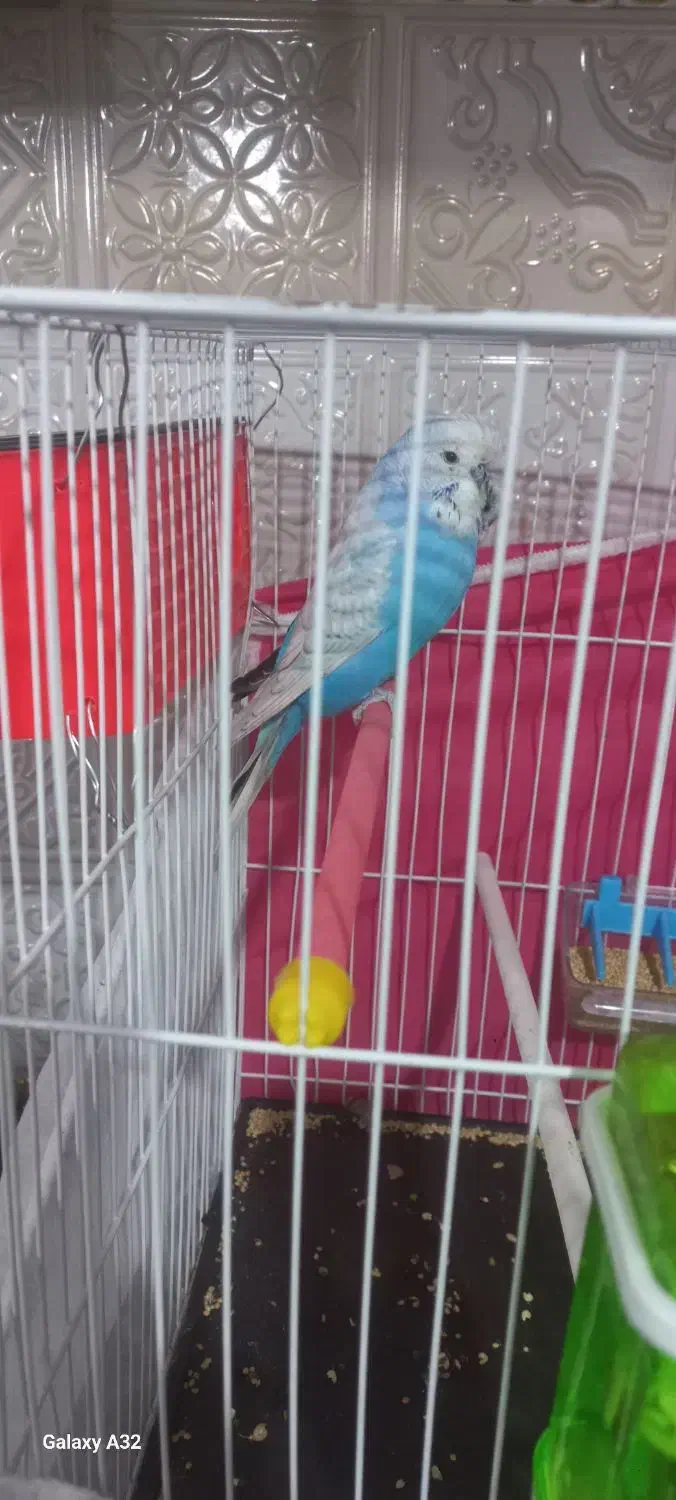 مرغ عشق انگلیسی. خیلی درشت. رنگ خواص|پرنده|قدس, شهرقدس|دیوار