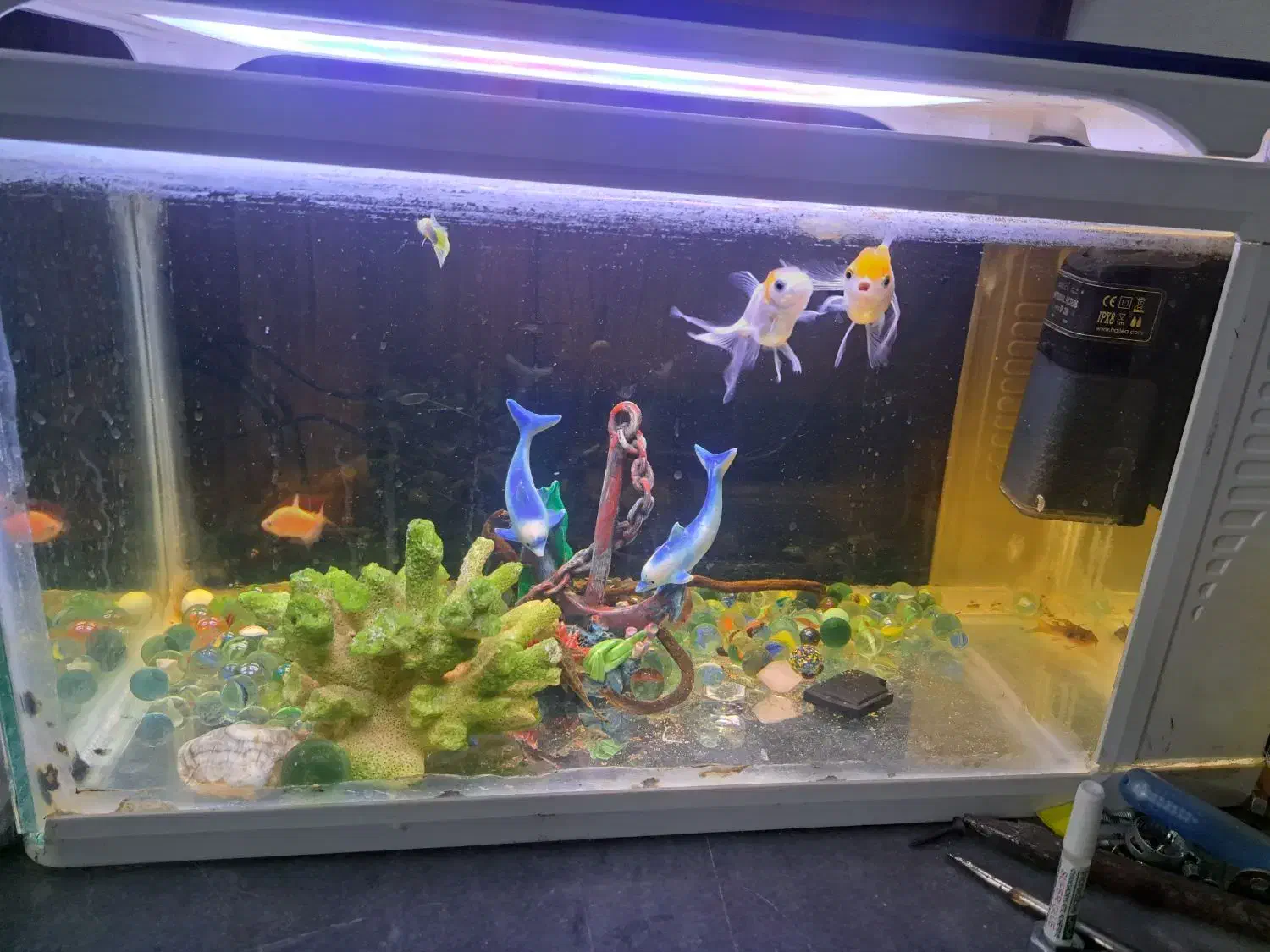 اکواریوم همراه ماهی|ماهی|قرچک, زیبا شهر|دیوار