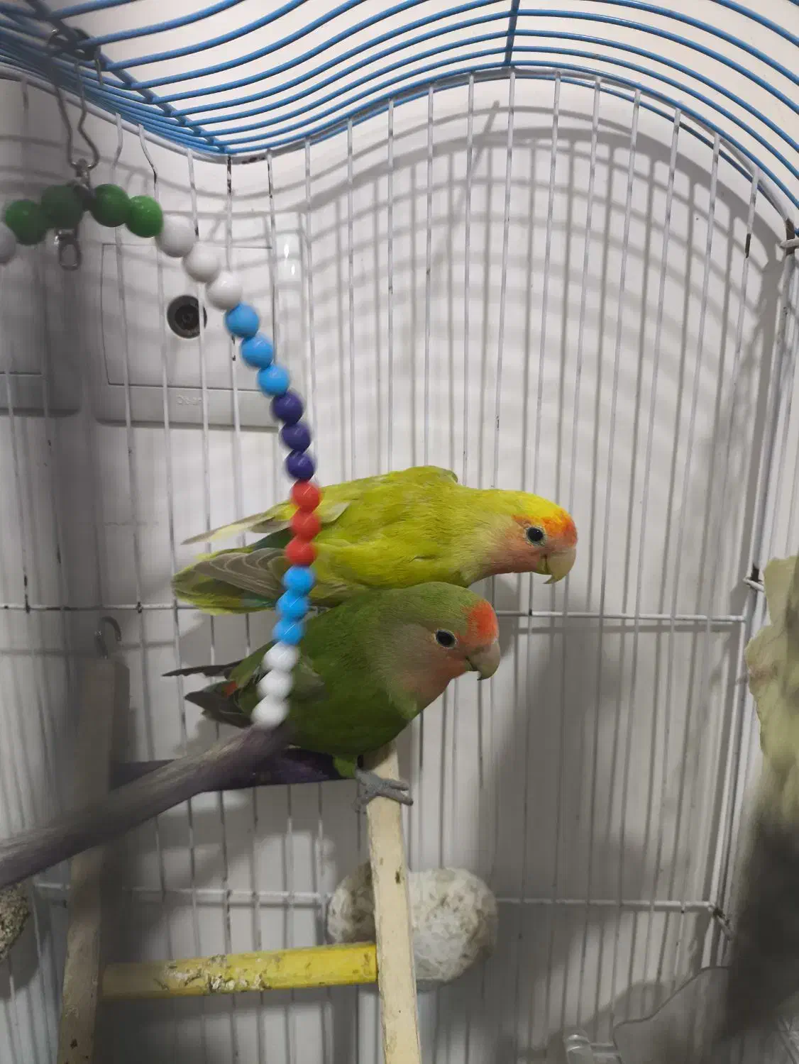 کوتوله برزیلی ، عروس هلندی|پرنده|علی‌آباد کتول, |دیوار