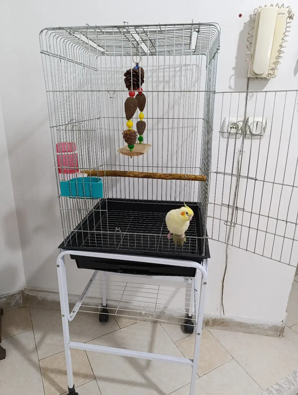 پرنده|پرنده|هشتگرد, هشتگرد قدیم|دیوار