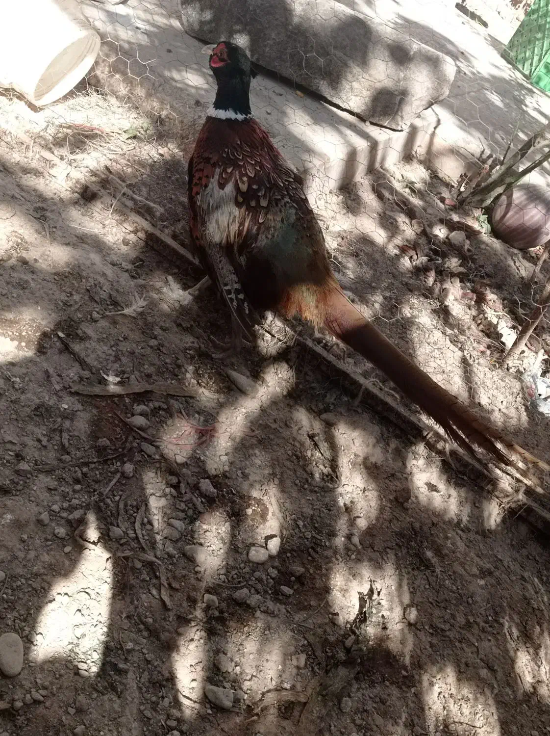 پرنده زینتی|پرنده|محمدشهر, ولدآباد بزرگ|دیوار